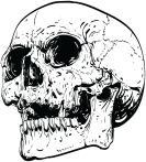 skull